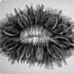 17 Mukhi Rudraksha 29.3mm 4.61gm - Inverse xray