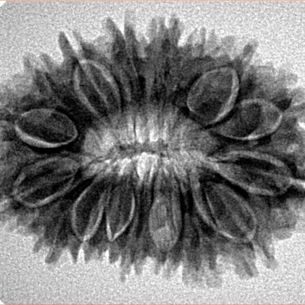 17 Mukhi Rudraksha 29.3mm 4.61gm - Inverse xray