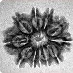 11 Mukhi Rudraksha 24.8mm 3.1gm - Inverse xray