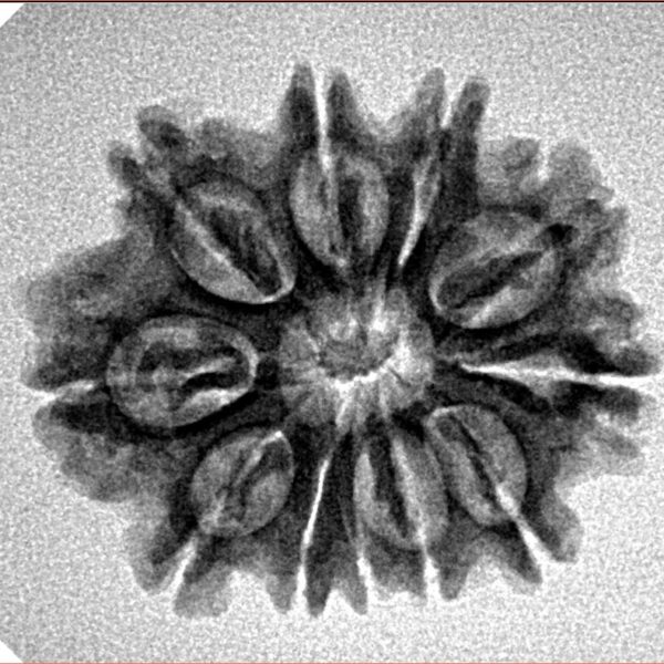 11 Mukhi Rudraksha 24.8mm 3.1gm - Inverse xray