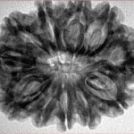 11 Mukhi Rudraksha 31.2mm 6gm - Inverse xray