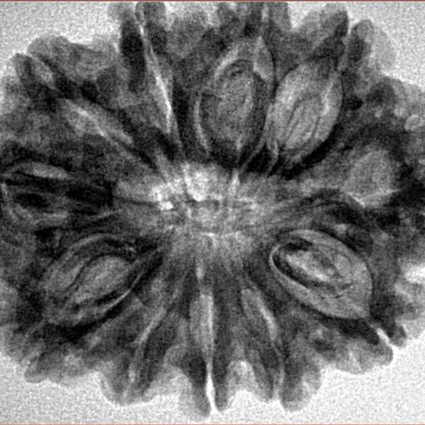 11 Mukhi Rudraksha 31.2mm 6gm - Inverse xray