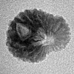 17 Mukhi Rudraksha 14.4mm 0.67gm - Inverse xray