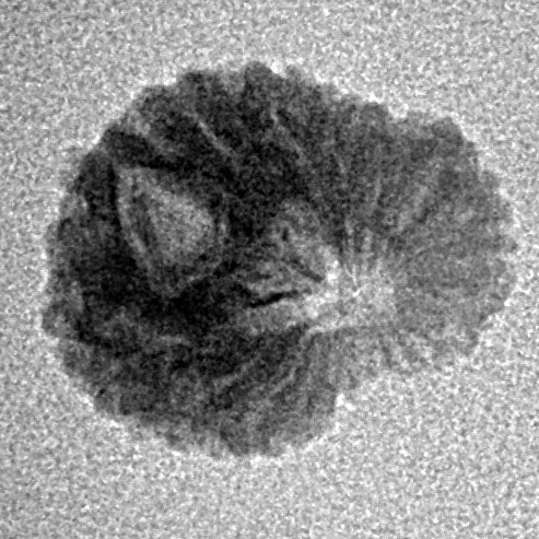 17 Mukhi Rudraksha 14.4mm 0.67gm - Inverse xray