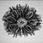 11 Mukhi Rudraksha 24.2mm 3.14gm - Inverse xray