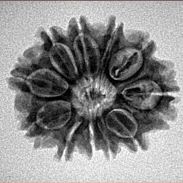 11 Mukhi Rudraksha 24.2mm 3.14gm - Inverse xray