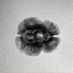 2 Mukhi Rudraksha 21.7mm 1.73gm - Inverse xray