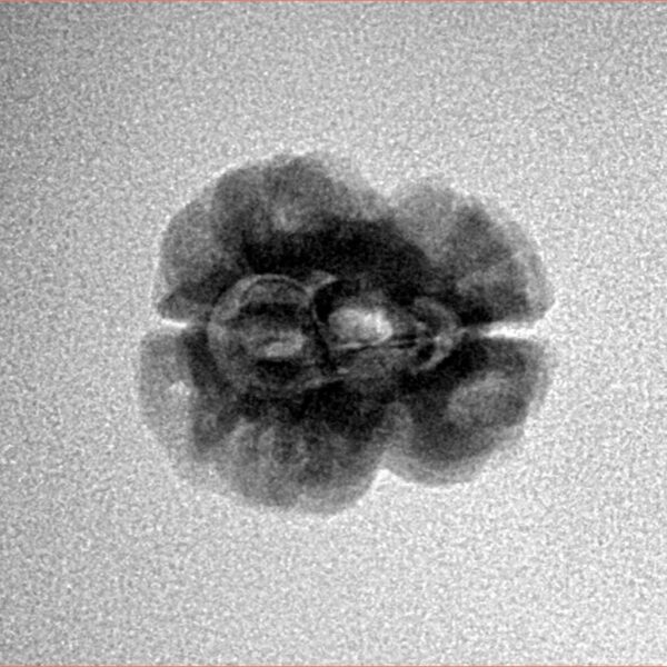 2 Mukhi Rudraksha 21.7mm 1.73gm - Inverse xray