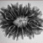 12 Mukhi Rudraksha 25.8mm 4.02gm - Inverse xray