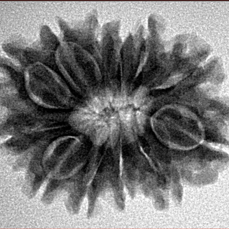 12 Mukhi Rudraksha 25.8mm 4.02gm - Inverse xray