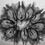 10 Mukhi Rudraksha 27.8mm 3gm - Inverse xray