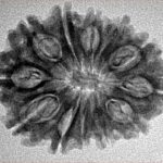 12 Mukhi Rudraksha 26.8mm 3.34gm - Inverse xray