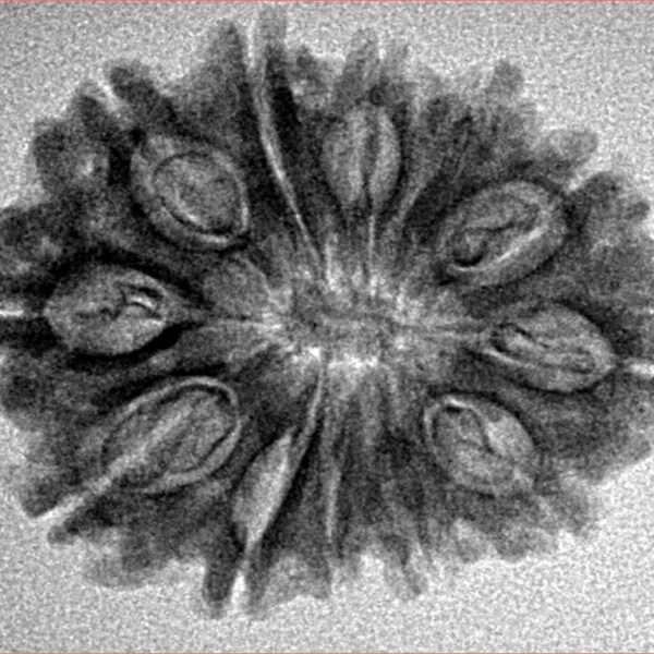 12 Mukhi Rudraksha 26.8mm 3.34gm - Inverse xray