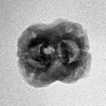 2 Mukhi Rudraksha 22.7mm 1.84gm - Inverse xray