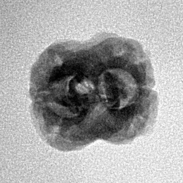 2 Mukhi Rudraksha 22.7mm 1.84gm - Inverse xray