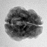 2 Mukhi Rudraksha 22.9mm 1.83gm - Inverse xray