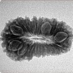 20 Mukhi Rudraksha 26mm 2.79gm - Inverse xray