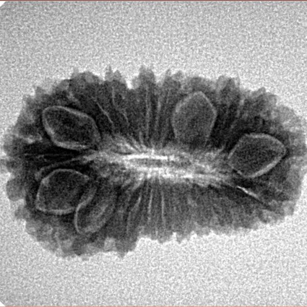 20 Mukhi Rudraksha 26mm 2.79gm - Inverse xray