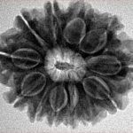 12 Mukhi Rudraksha 27.8mm 5.36gm - Inverse xray