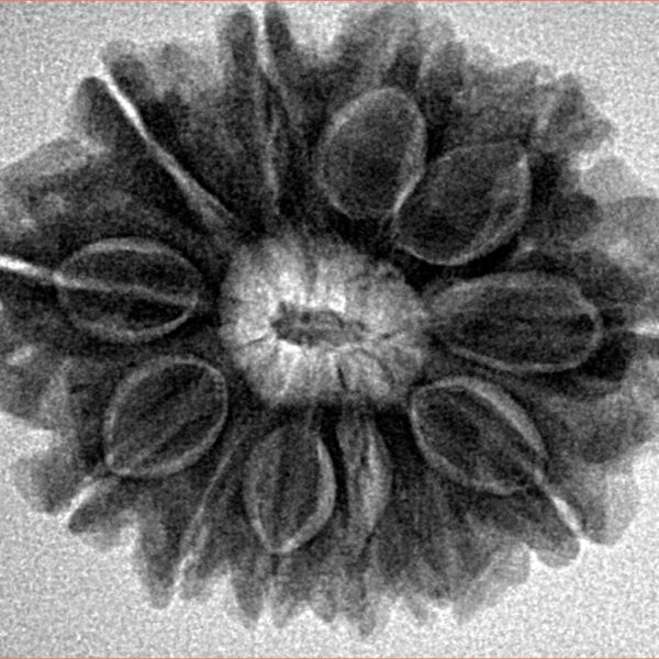 12 Mukhi Rudraksha 27.8mm 5.36gm - Inverse xray