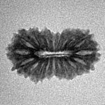 19 Mukhi Rudraksha 19.4mm 1gm - Inverse xray