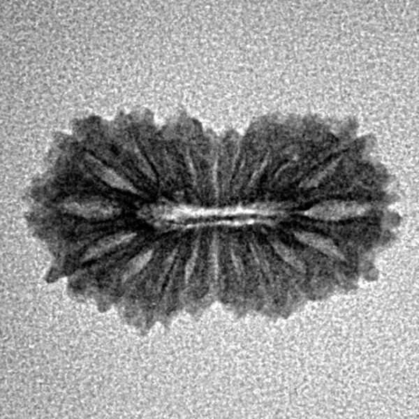 19 Mukhi Rudraksha 19.4mm 1gm - Inverse xray