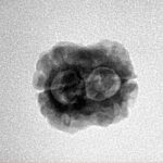 2 Mukhi Rudraksha 21.9mm 1.79gm - Inverse xray