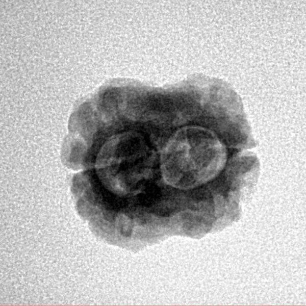 2 Mukhi Rudraksha 21.9mm 1.79gm - Inverse xray