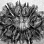 11 Mukhi Rudraksha 27.8mm 4gm - Inverse xray