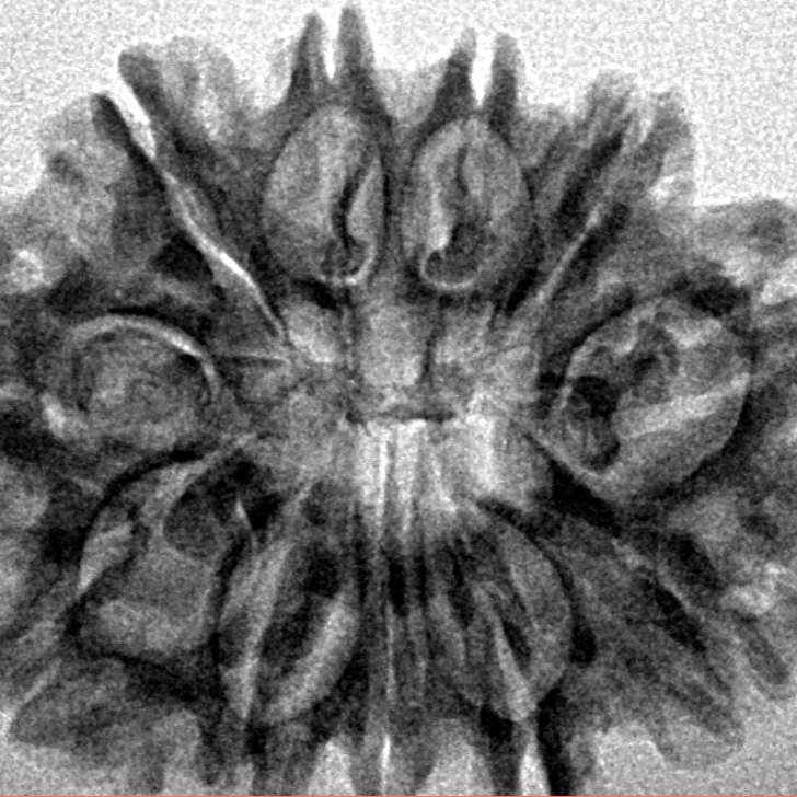 11 Mukhi Rudraksha 27.8mm 4gm - Inverse xray