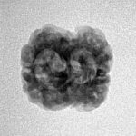 2 Mukhi Rudraksha 20.2mm 1.92gm - Inverse xray