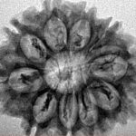 10 Mukhi Rudraksha 27.3mm 3.68gm - Inverse xray