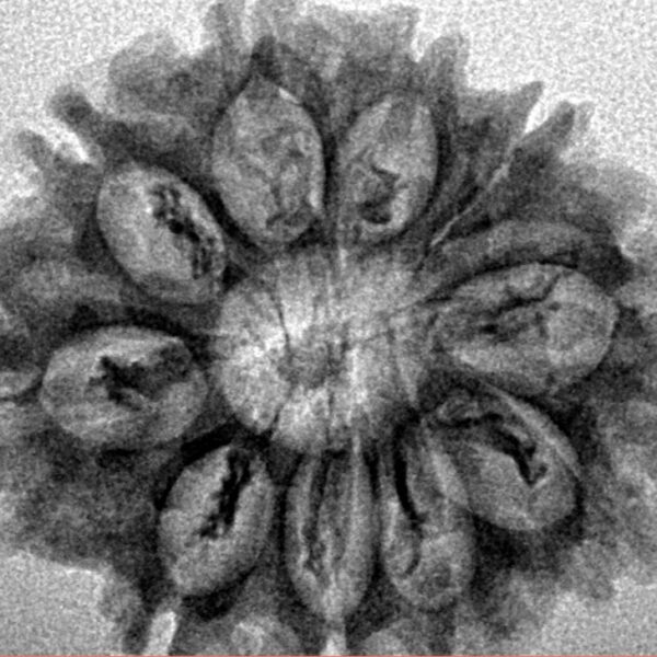 10 Mukhi Rudraksha 27.3mm 3.68gm - Inverse xray