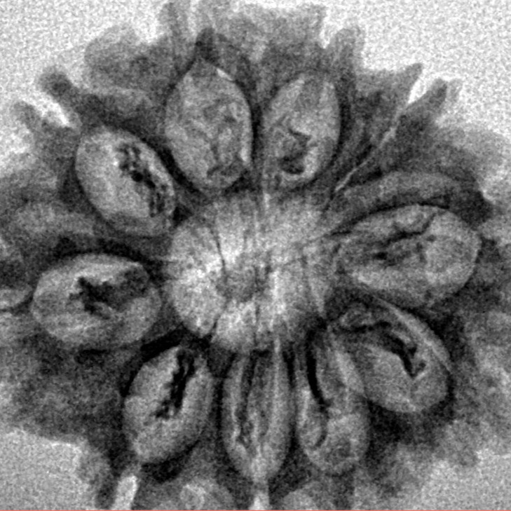 10 Mukhi Rudraksha 27.3mm 3.68gm - Inverse xray