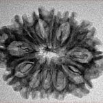 12 Mukhi Rudraksha 26.6mm 2.84gm - Inverse xray