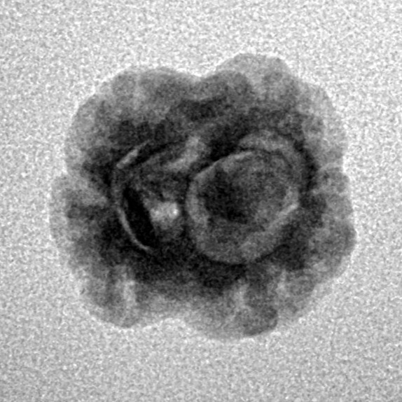 2 Mukhi Rudraksha 17.4mm 1.27gm - Inverse xray