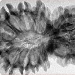 15 Mukhi Garbh Gauri 38.1mm 6gm - Inverse xray