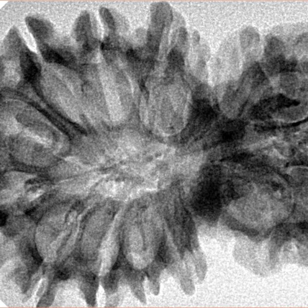 15 Mukhi Garbh Gauri 38.1mm 6gm - Inverse xray