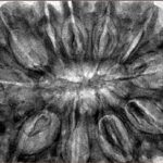 11 Mukhi Rudraksha 38.4mm 10.63gm - Inverse xray