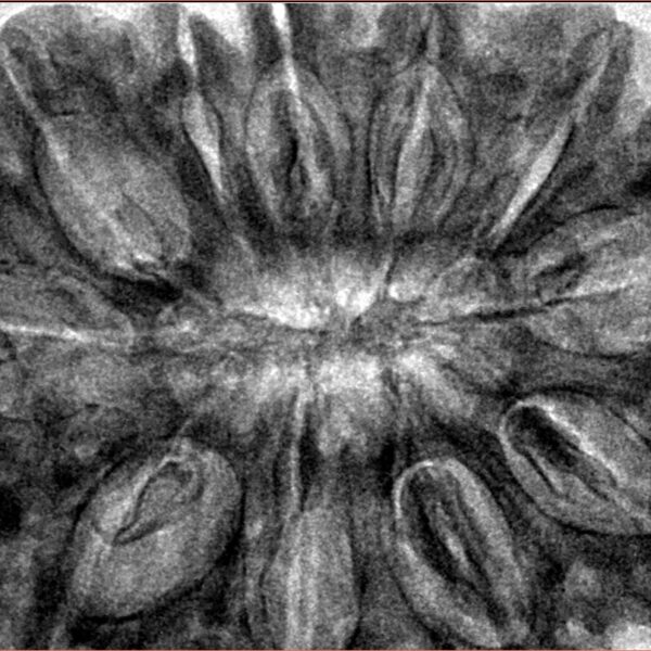 11 Mukhi Rudraksha 38.4mm 10.63gm - Inverse xray