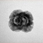 2 Mukhi Rudraksha 25.2mm 2.21gm - Inverse xray