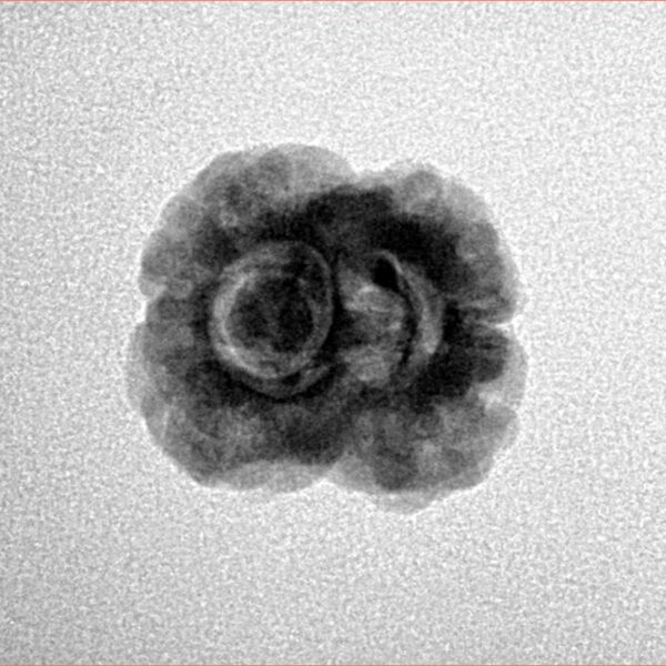 2 Mukhi Rudraksha 25.2mm 2.21gm - Inverse xray