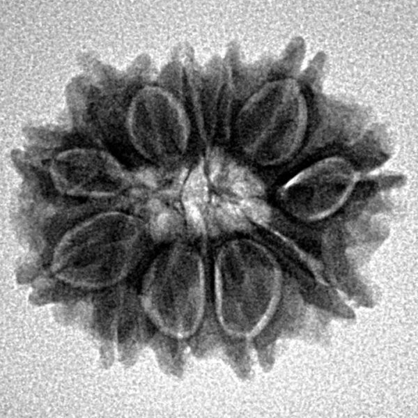 12 Mukhi Rudraksha 21.8mm 2.82gm - Inverse xray