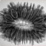 16 Mukhi Rudraksha 30.3mm 5.78gm - Inverse xray