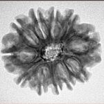 11 Mukhi Rudraksha 24.4mm 3.84gm - Inverse xray