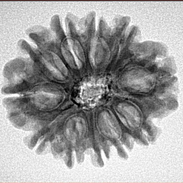 11 Mukhi Rudraksha 24.4mm 3.84gm - Inverse xray