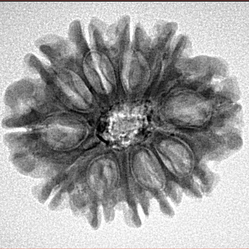 11 Mukhi Rudraksha 24.4mm 3.84gm - Inverse xray