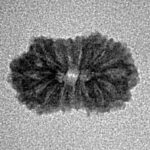 16 Mukhi Rudraksha 15.1mm 0.61gm - Inverse xray