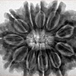 11 Mukhi Rudraksha 30.6mm 7.39gm - Inverse xray