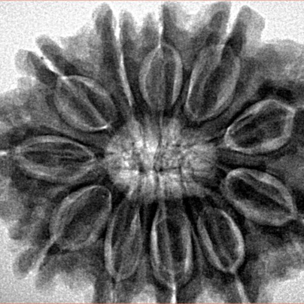 11 Mukhi Rudraksha 30.6mm 7.39gm - Inverse xray